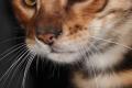Reinrassige Toyger Kitten mit TICA Stammbaum zu 