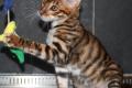 Reinrassige Toyger Kitten mit TICA Stammbaum zu 