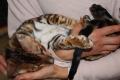 Reinrassige Toyger Kitten mit TICA Stammbaum zu 