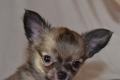 Reinrassige, zuckersüße Chihuahua Knutschkugeln