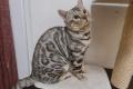 Reinrassiger Black Silver Bengal Deckkater mit Stammbaum