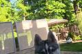 Reinrassiger Siberian Husky Welpe aus FCI Im Preis ist die Liefer