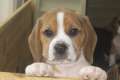 Reinrassiges Beagle Welpe 11 Wochen alt