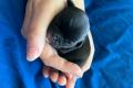 Retromops Welpen