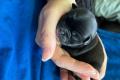 Retromops Welpen