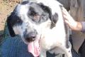 Rez, a.d.Tierschutz, sucht Happy-Home
