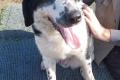 Rez, a.d.Tierschutz, sucht Happy-Home