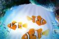 Robofish Spielfisch Angelfisch orange