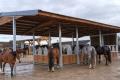 Robuste Heuraufen f&uuml;r Pferde | Futterraufen f&uuml;r Weide - Paddock