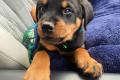 Rottweiler Welpen