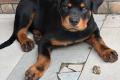 Rottweiler Welpen