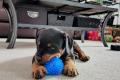 Rottweiler Welpen