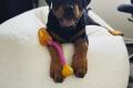 Rottweiler Welpen reinrassig