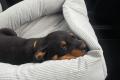 Rottweiler Welpen reinrassig