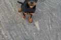 Rottweilerwelpen