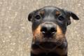 Rottweilerwelpen