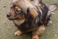 Roxy, a.d.Tierschutz, sucht ein liebes Zuhause