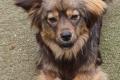 Roxy, a.d.Tierschutz, sucht ein liebes Zuhause