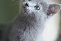 Russisch Blau Kitten m. Abstammungsurkunde