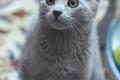 Russisch Blau Kitten m. Abstammungsurkunde
