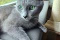Russisch Blau Kitten m. Abstammungsurkunde