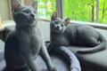 Russisch Blau Kitten m. Abstammungsurkunde