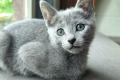 Russisch Blau Kitten m. Abstammungsurkunde