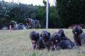 Sarplaninac / Jugoslawischer Schäferhund Welpen