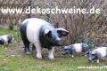 Sattel Deko Schweine jetzt erhältlich ...