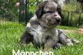 Schäferhund Mix welpen