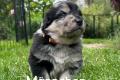 Schäferhund Mix welpen