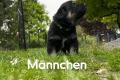 Schäferhund Mix welpen