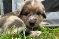 Schäferhund Mix welpen