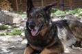 Schäferhund Mix welpen