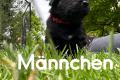Schäferhund Mix welpen