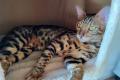 Schöne Bengal Katze mit Stammbaum, Zuchtkatze möglich