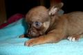 Schöne Tinny Kurzes Haar Chihuahua Welpen!