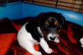SCHÖNHEIT abzugeben... Jack Russel Terrier Hündin tricolor