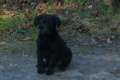 Schwarze Labrador Welpen, günstig abzugeben, 370€, reinrassig!