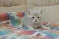 Scottish straigh Kitten suchen ein neues Zuhause