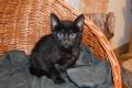 Seltene melanistic Bengal Kitten, super Rosetten- 