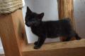 Seltene melanistic Bengal Kitten, super Rosetten- 