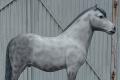 Shetland Pony lebensgroß 3D Modell mit Firmenlogo ..