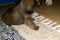 Shi Tzu - Yorkshire Terrierwelpen