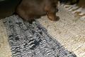 Shi Tzu - Yorkshire Terrierwelpen