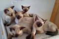 Siam-Heilige Birma Mix Kitten (nur noch ein Kater)