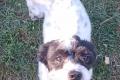 Spike, a.d.Tierschutz, sucht liebes Happy-Home