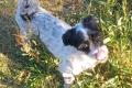 Spike, a.d.Tierschutz, sucht liebes Happy-Home