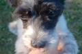 Spike, a.d.Tierschutz, sucht liebes Happy-Home