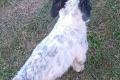 Spike, a.d.Tierschutz, sucht liebes Happy-Home
